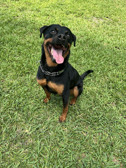 COURTESY POST: Tyson, an adoptable Rottweiler in Miami, FL