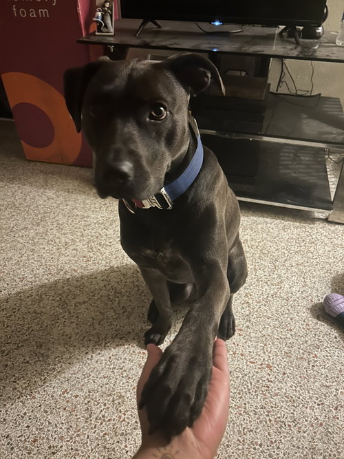 COURTESY POST: Amor, an adoptable Terrier in Miami, FL