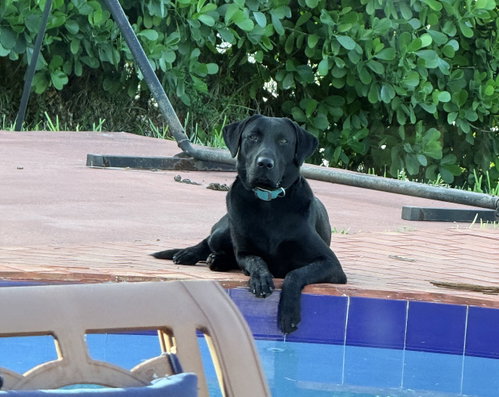 COURTESY POST: Chase, an adoptable Labrador Retriever in Miami, FL