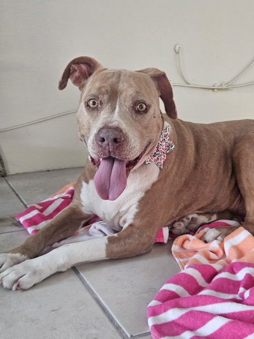COURTESY POST: Luna, an adoptable American Staffordshire Terrier in Miami, FL