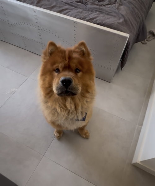 COURTESY POST: Goku, an adoptable Chow Chow in Miami, FL