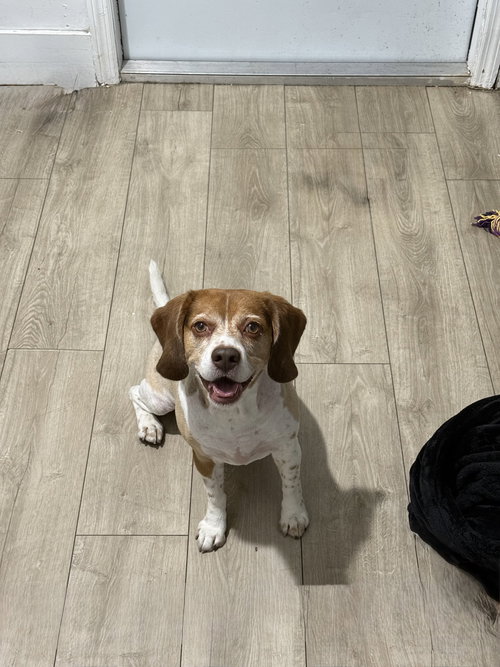 COURTESY POST: Royce, an adoptable Beagle in Miami, FL