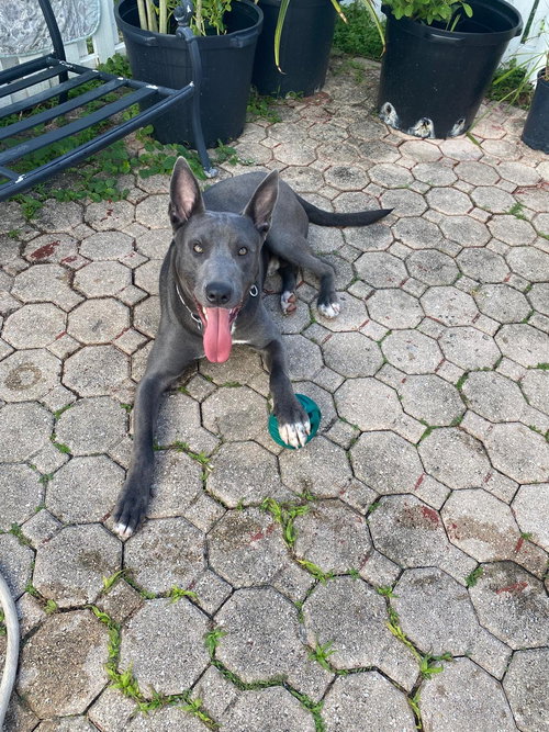 COURTESY POST: Dante, an adoptable Belgian Shepherd Malinois in Miami, FL