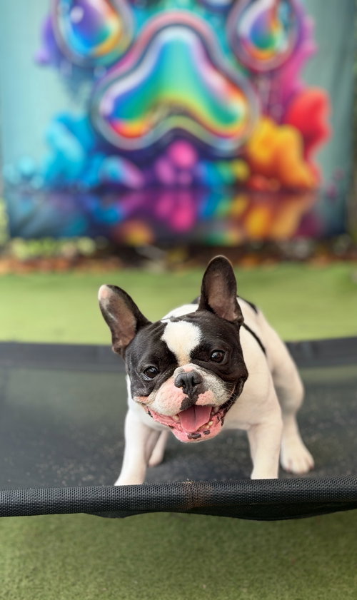 COURTESY POST: Dyson, an adoptable French Bulldog in Miami, FL
