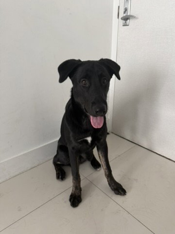 COURTESY POST: Bambino, an adoptable German Shepherd Dog in Miami, FL
