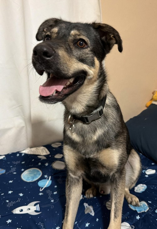COURTESY POST: Luffy, an adoptable Shepherd in Miami, FL