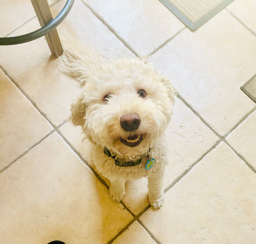 COURTESY POST: Dakota, an adoptable Golden Retriever in Miami, FL