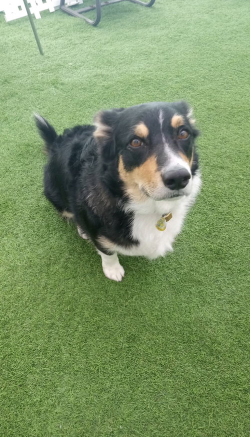COURTESY POST: Bruno, an adoptable Border Collie in Miami, FL