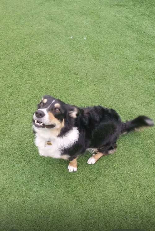 COURTESY POST: Bruno photo 2