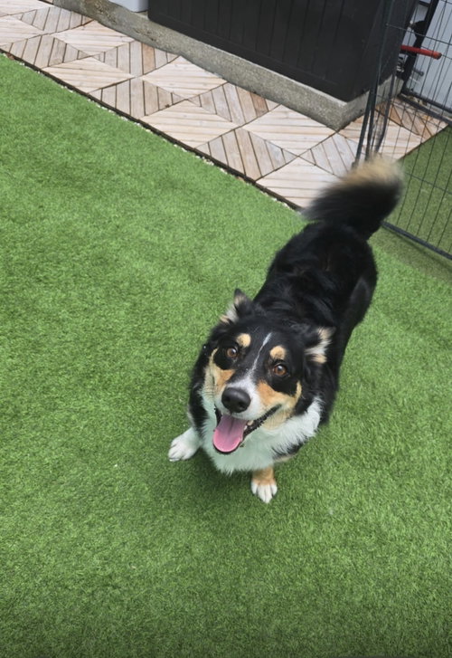 COURTESY POST: Bruno photo 3