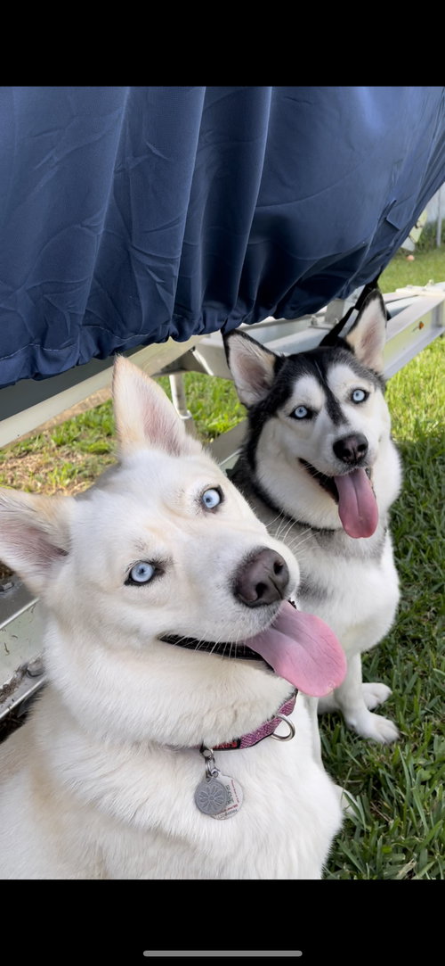 COURTESY POST: Sky & Elsa, an adoptable Husky in Miami, FL
