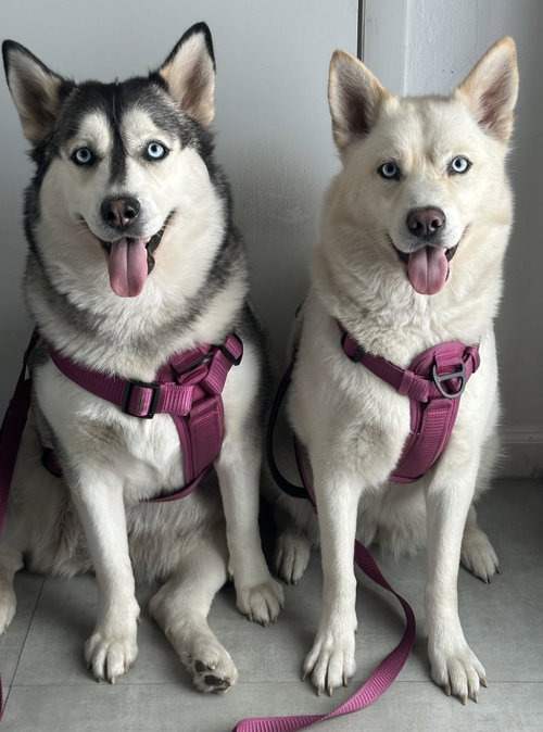 COURTESY POST: Sky & Elsa photo 4