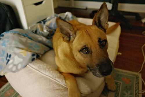 COURTESY POST: Aloka, an adoptable Belgian Shepherd Malinois in Miami, FL