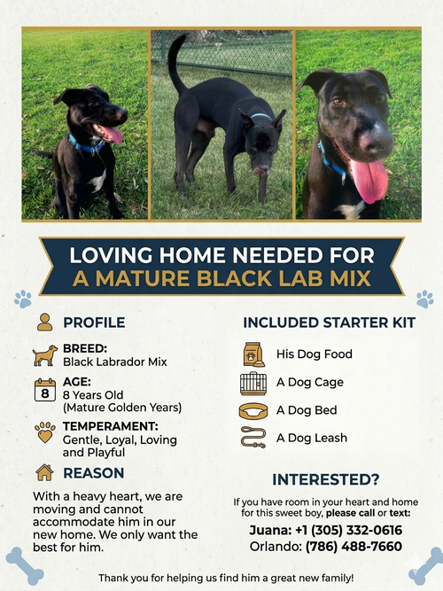 COURTESY POST: Blue, an adoptable Labrador Retriever in Miami, FL