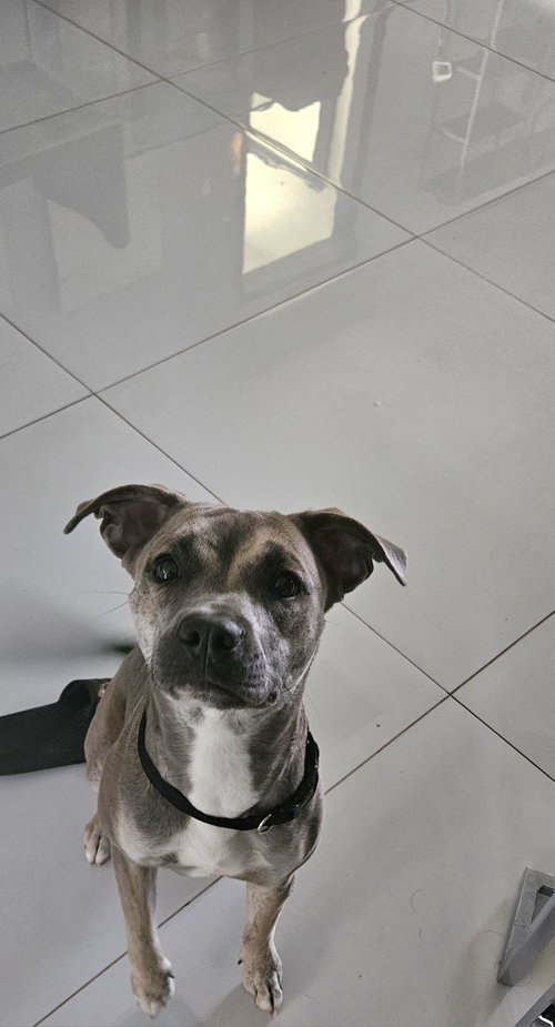 COURTESY POST: Qi'ra, an adoptable Labrador Retriever in Miami, FL
