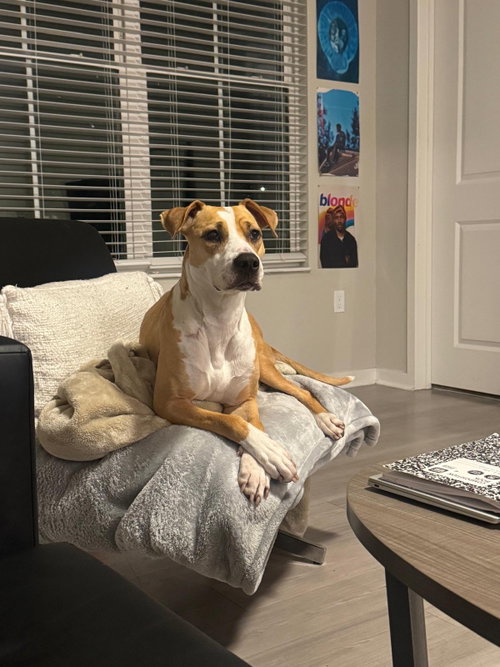 COURTESY POST: Honey, an adoptable Labrador Retriever in Miami, FL