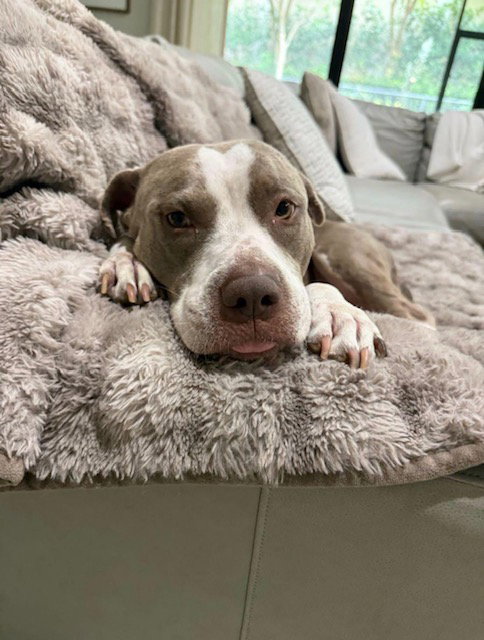 COURTESY POST: Luna, an adoptable Pit Bull Terrier in Miami, FL