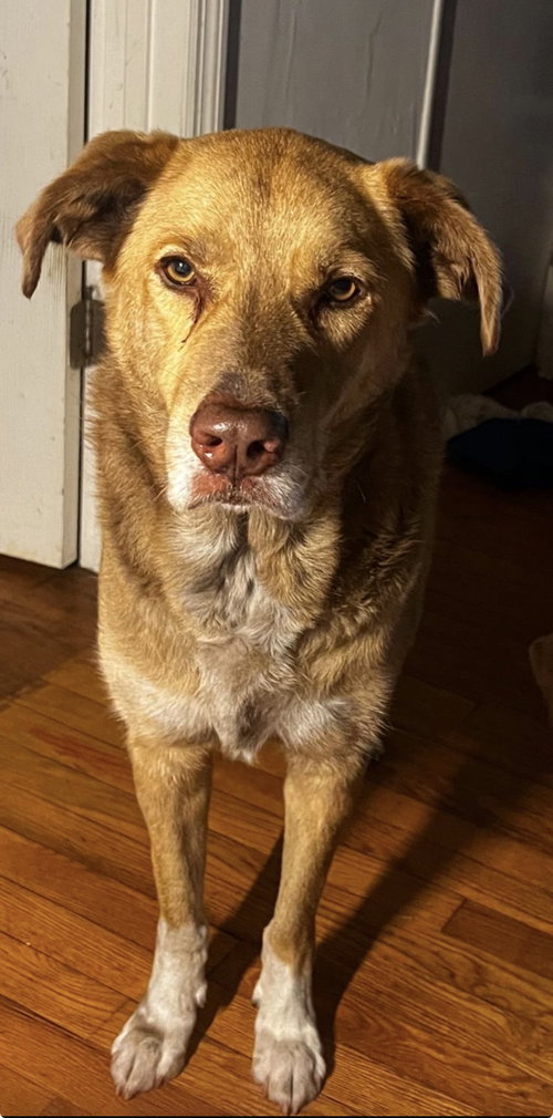COURTESY POST: Texas, an adoptable Labrador Retriever in Miami, FL