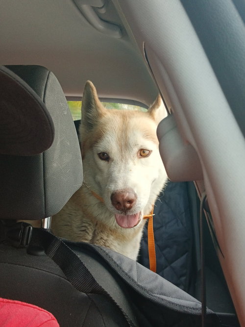 COURTESY POST: Mochi, an adoptable Husky in Miami, FL