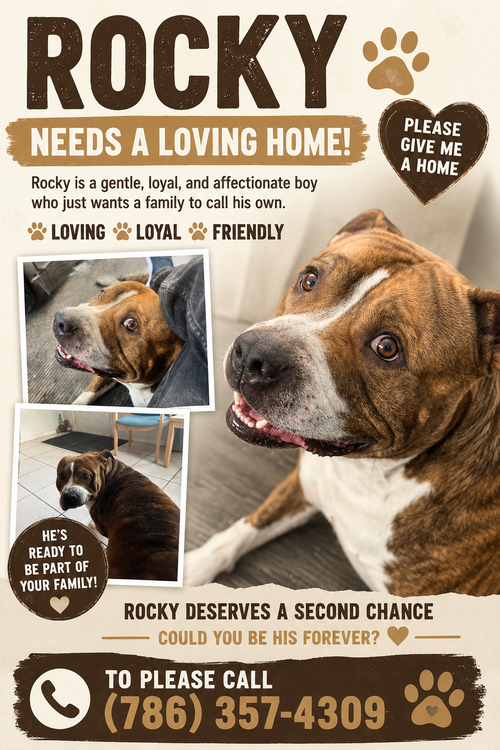 COURTESY POST: Rocky, an adoptable American Bulldog in Miami, FL