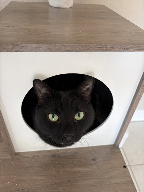 COURTESY POST: Zuko & Bumi, an adoptable Domestic Short Hair in Miami, FL