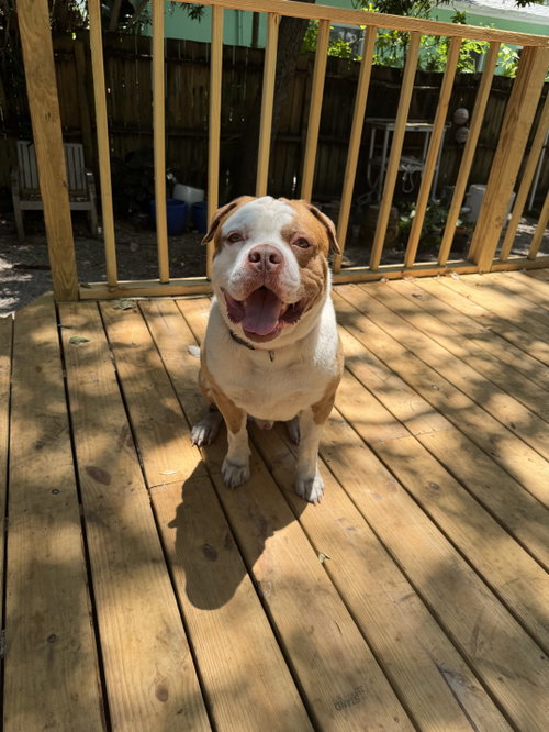 COURTESY POST: Bowie, an adoptable American Bulldog in Miami, FL