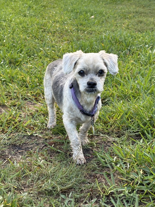 COURTESY POST: Beanie, an adoptable Shih Tzu in Miami, FL