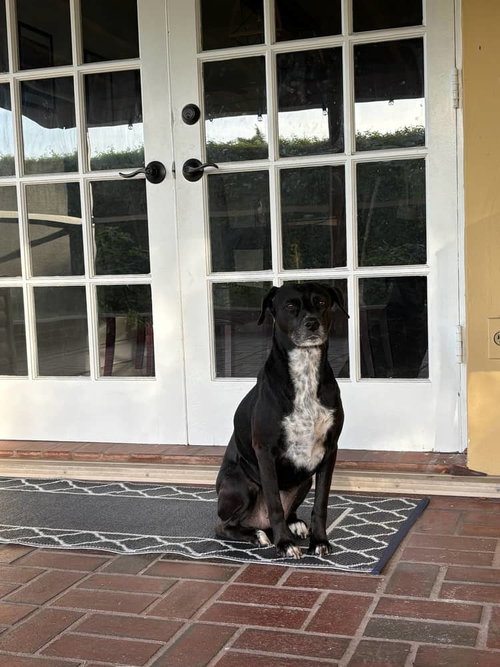 COURTESY POST: Sasha, an adoptable German Shorthaired Pointer in Miami, FL