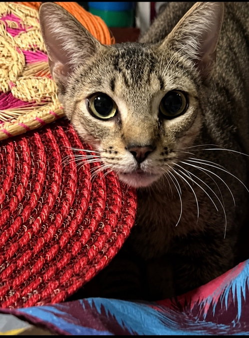 COURTESY POST: Cutie, an adoptable Domestic Short Hair in Miami, FL