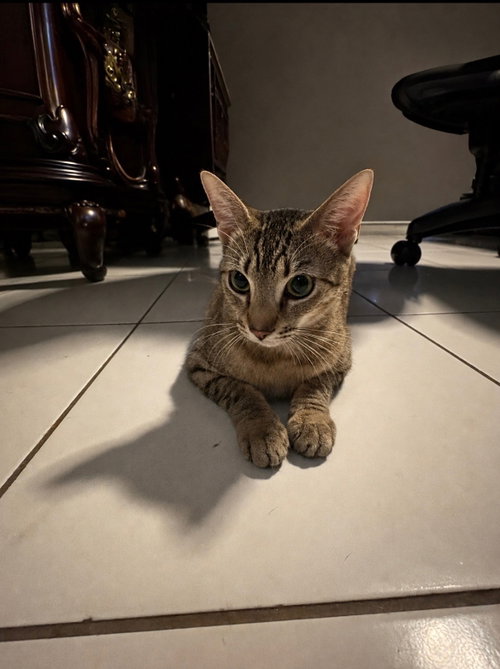 Courtesy Post: Cutie photo 2