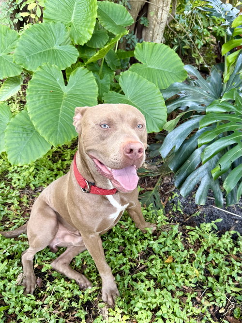 Courtesy Post: Scooby photo 3