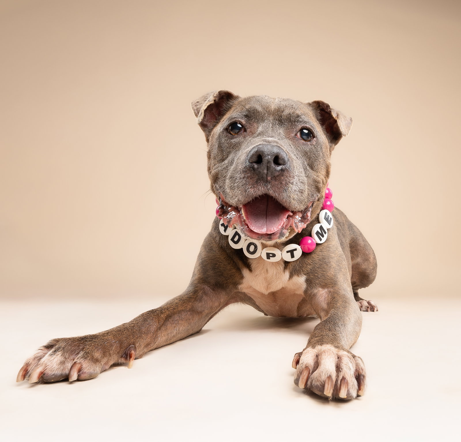 COURTESY POST: Kimchi, Terrier