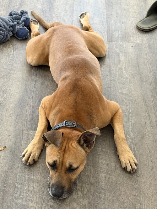 Courtesy Post: Bodhi photo 4