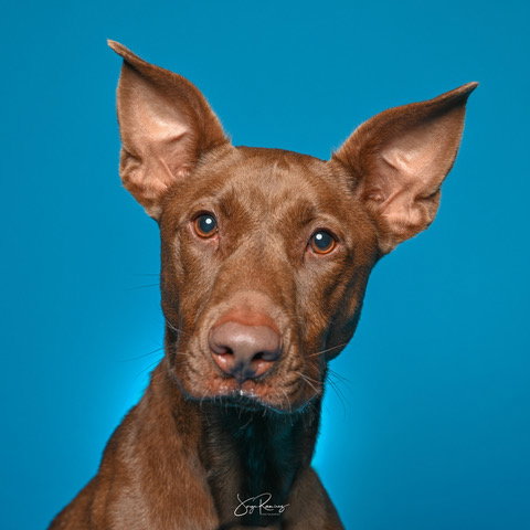 picture of the dog needing adoption
