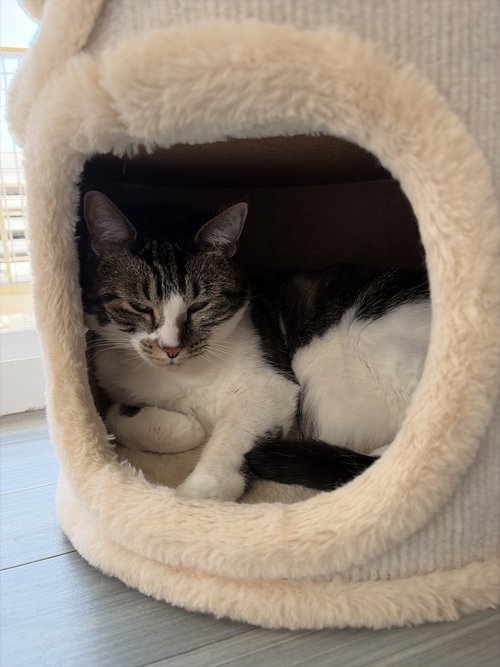 picture of the cat needing adoption