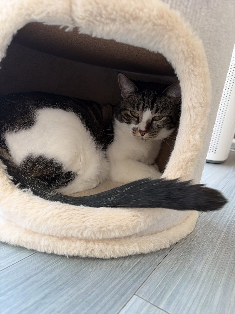 COURTESY POST: Lynxi, photo 2