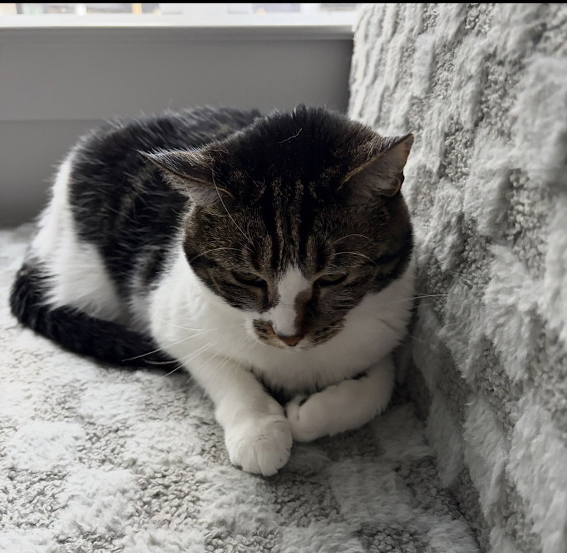 COURTESY POST: Lynxi, photo 3