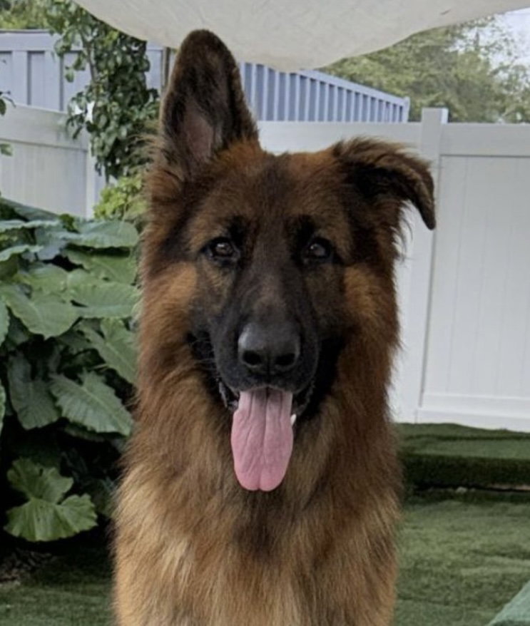 COURTESY POST: Pasquale, German Shepherd Dog
