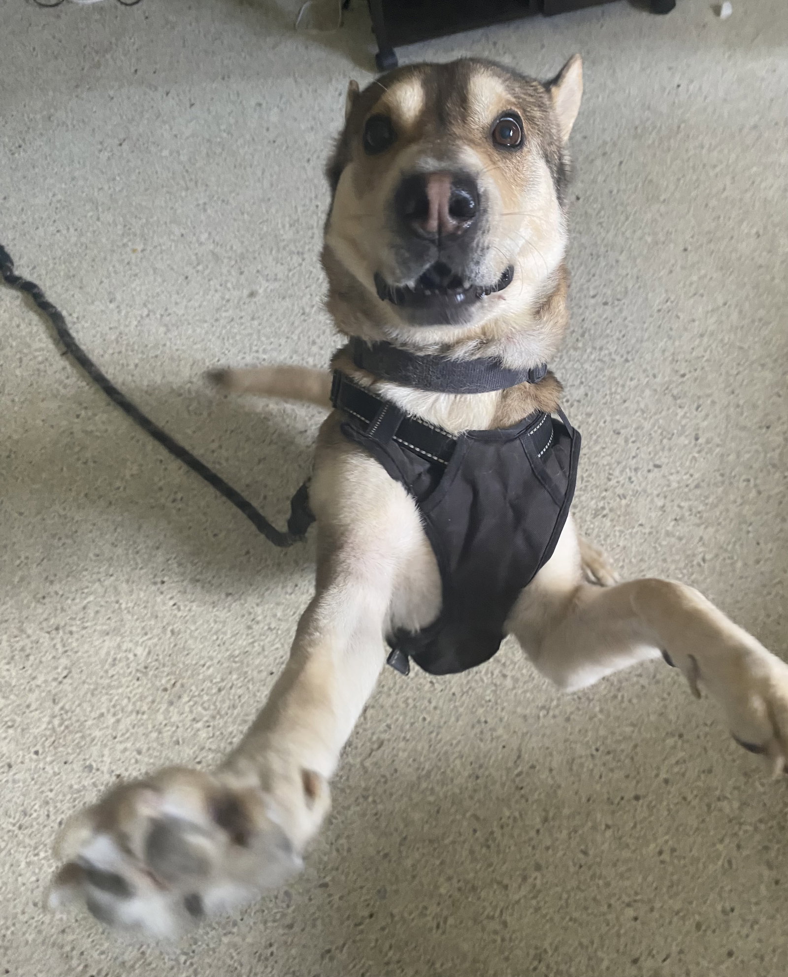 Roo, Husky