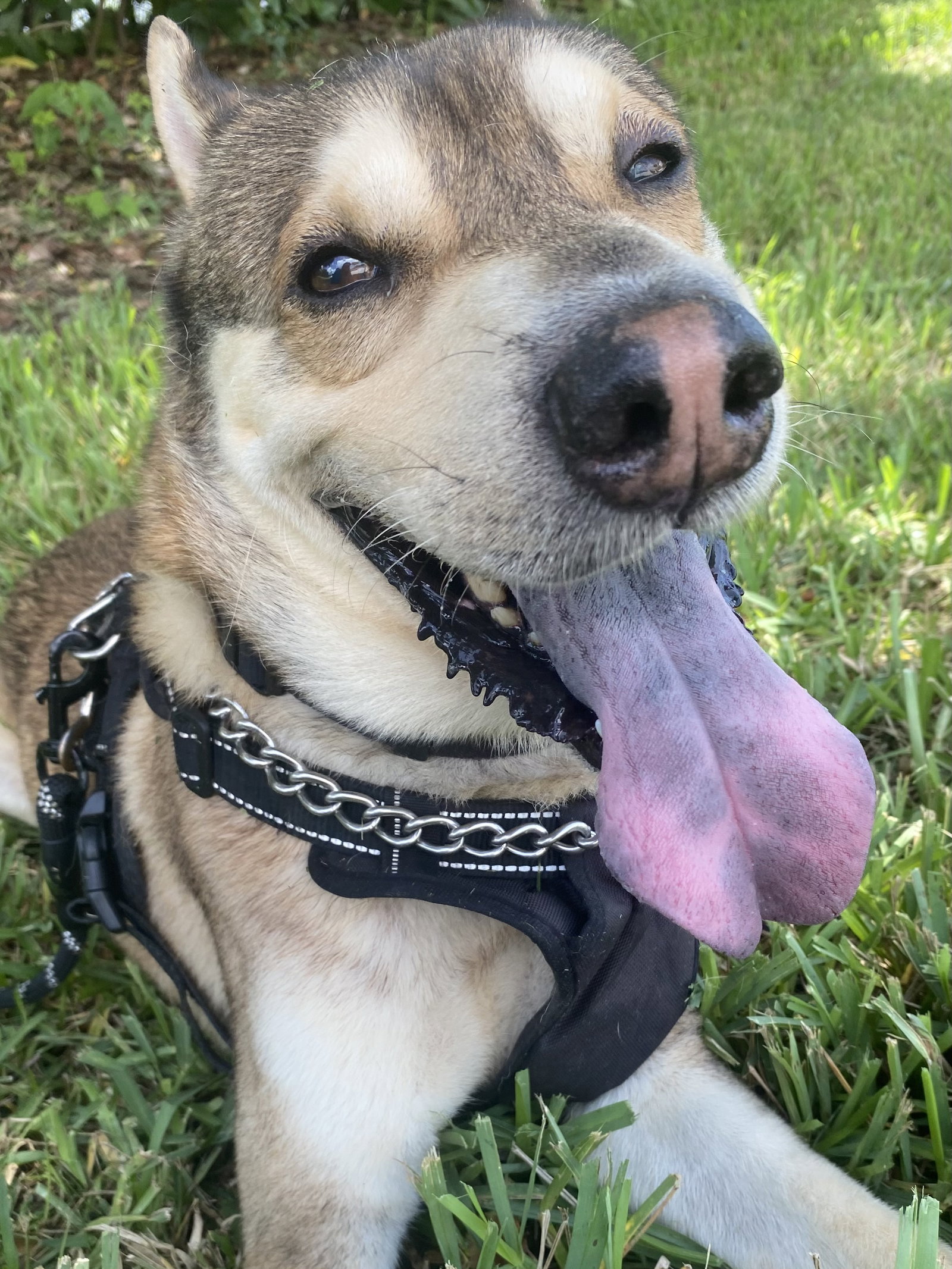 Roo, photo 2