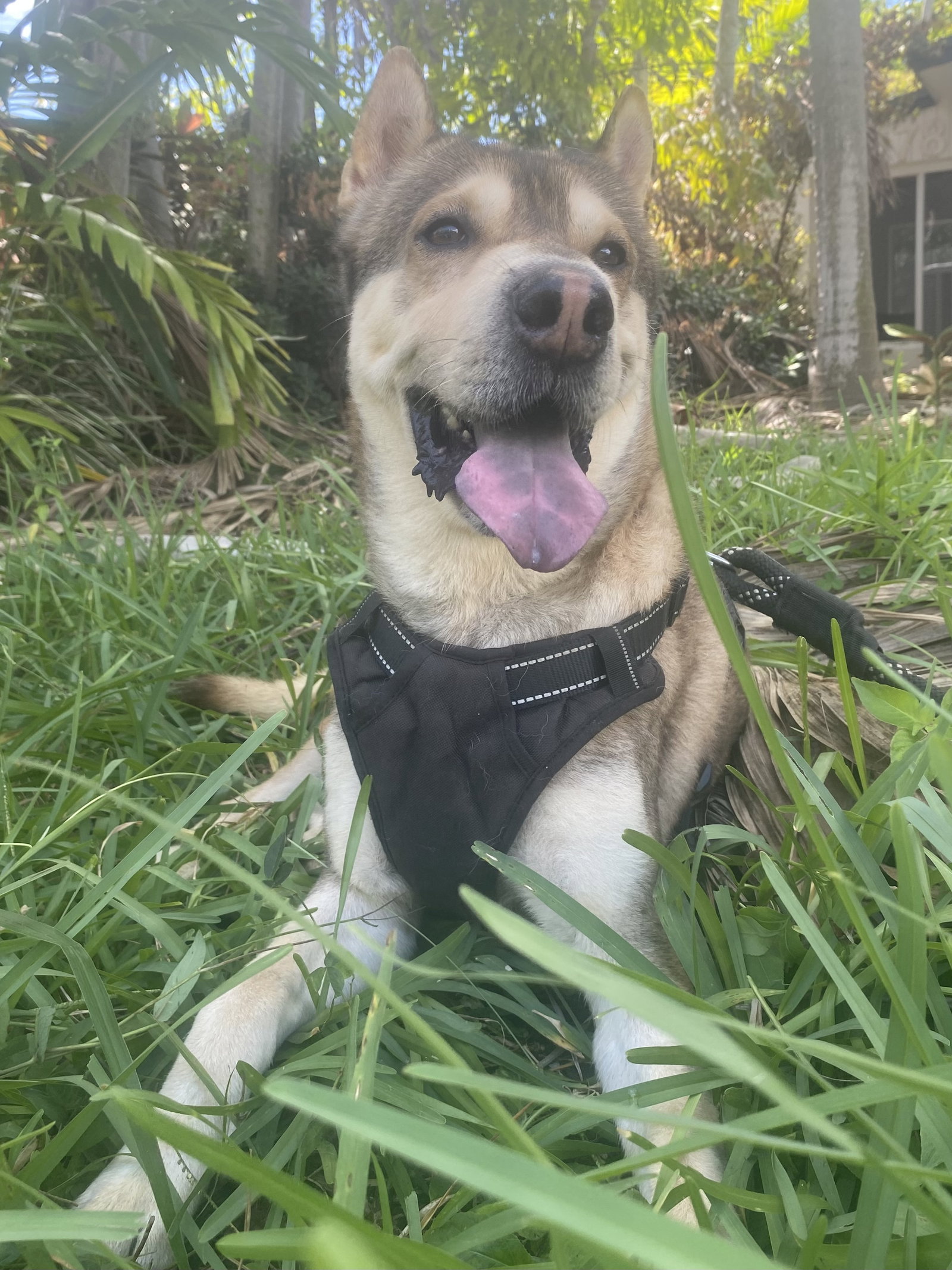 Roo, photo 3