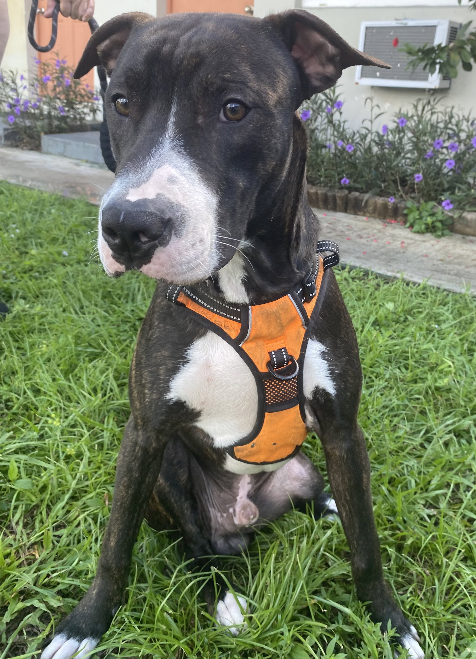 Kilo, Terrier