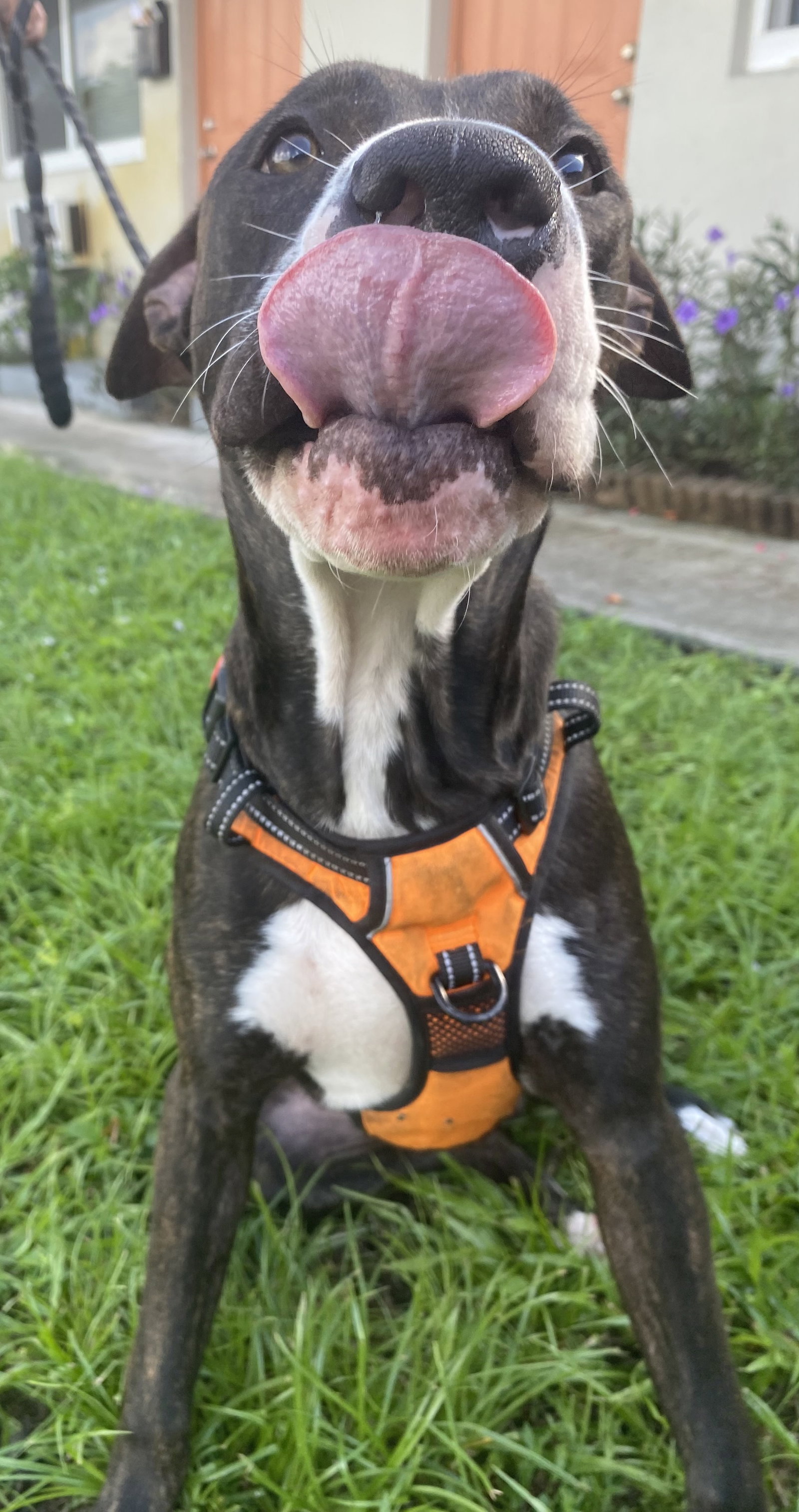 Kilo, photo 2