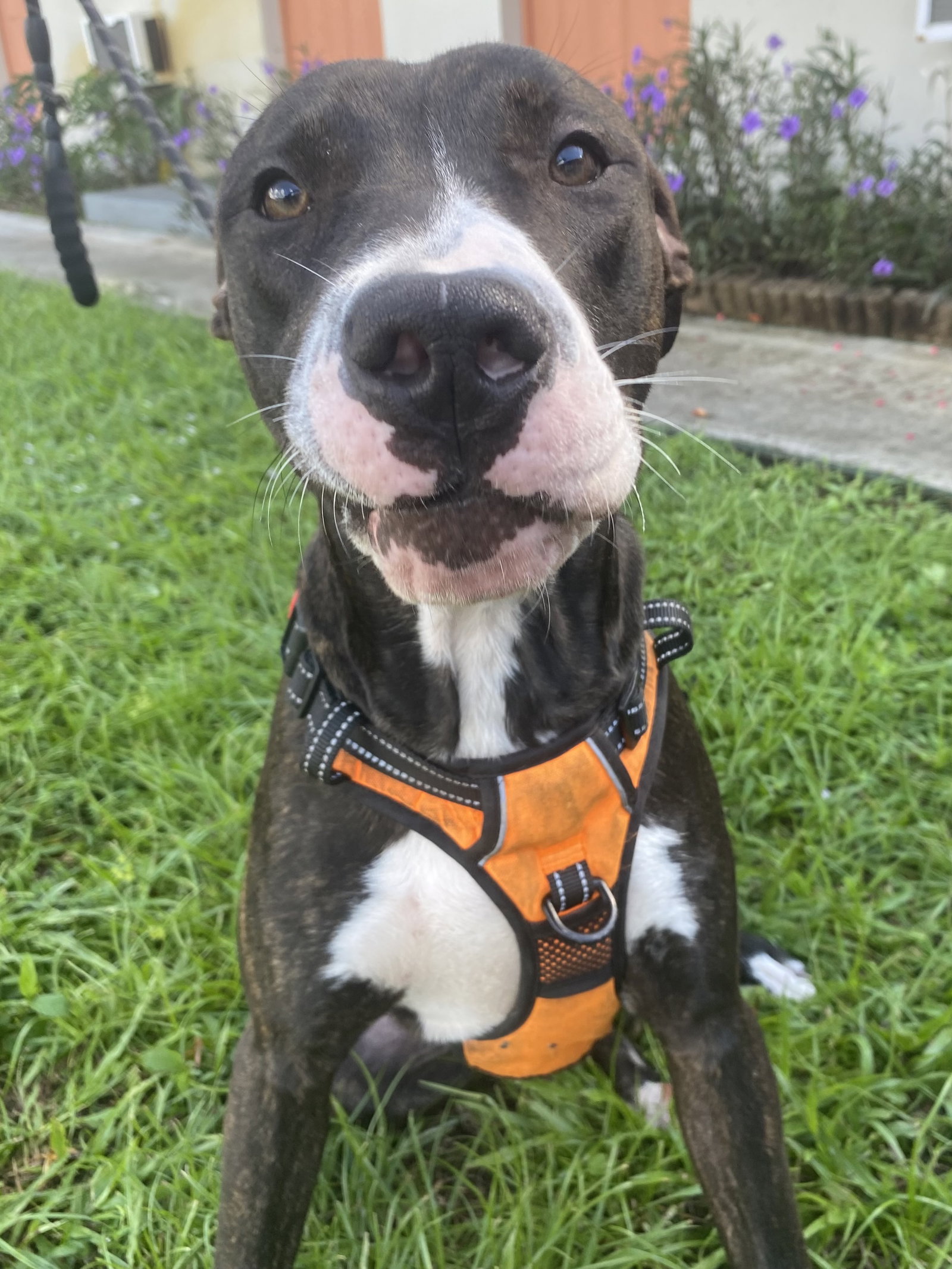 Kilo, photo 3