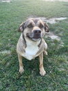 Buddy - Photo 4