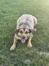 Buddy - Photo 5