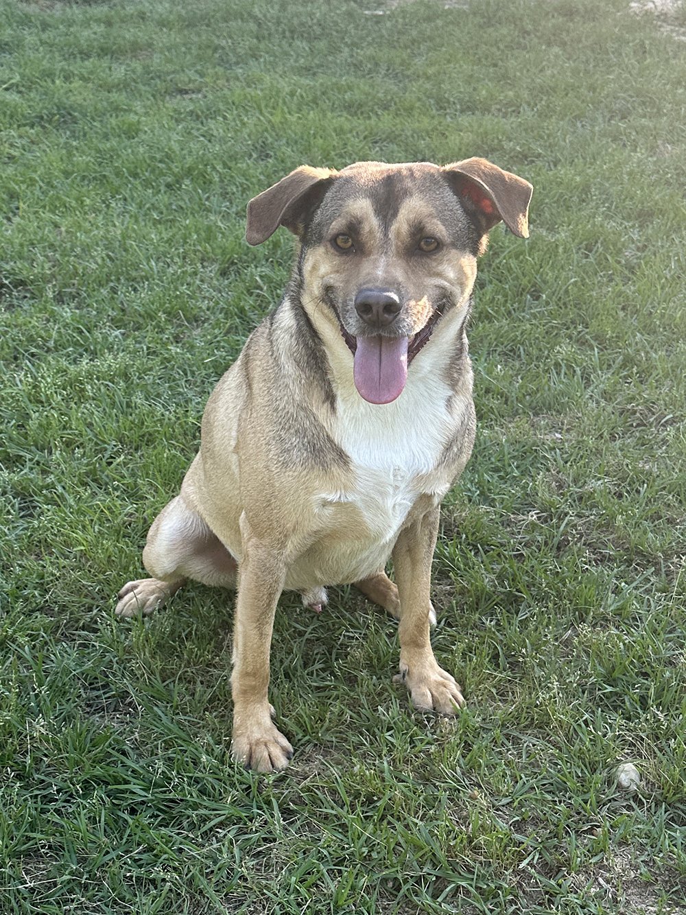 adoptable Dog in Eastman, GA named Buddy