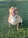 Buddy - Photo 3