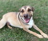 Buddy - Photo 2