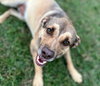 Buddy - Photo 7